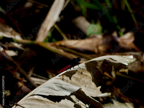 Wallpaper Mural IQUITOS, PERÚ - JULY, 22, 2019: Amazon dragonfly resting on a leaf. Torontodigital.ca