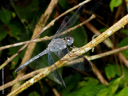 Wallpaper Mural IQUITOS, PERÚ - JULY, 22, 2019: Amazon dragonfly resting on a leaf. Torontodigital.ca