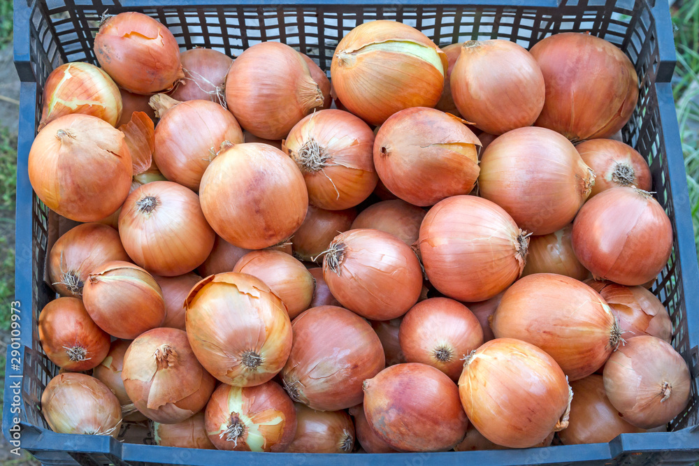 Ripe onions in a box Ripe onions in a box