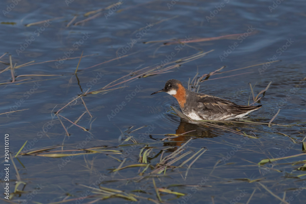 Fototapeta premium Red Necked Phalarope Swimming in Pond