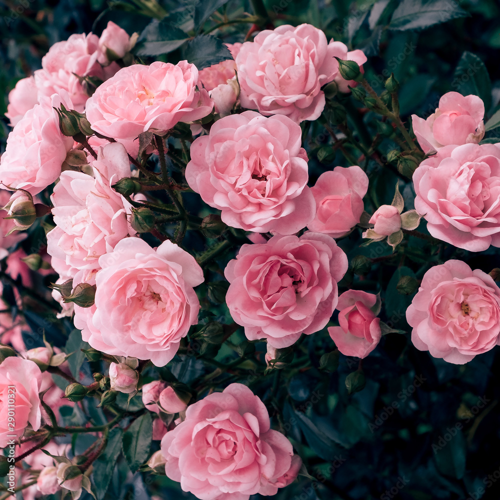 Pink roses in the street. Bloom wedding romantic mood Pink roses in the street. Bloom wedding romantic mood