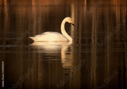 The whooper swan (Cygnus cygnus), also the common swan.