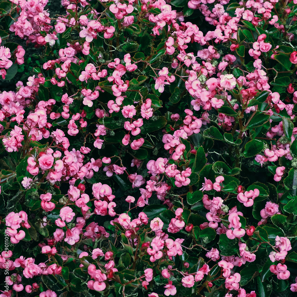 Pink flowers background. Outdoors