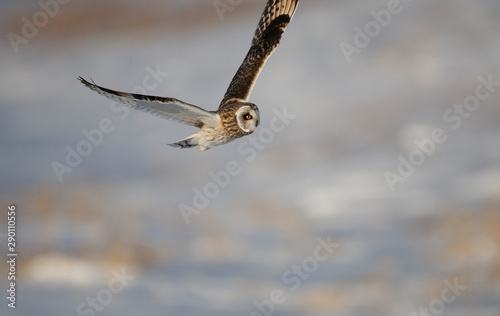Short-eared Owl Hunting over Snow covered Fields