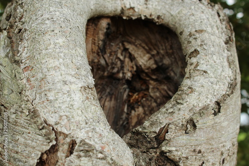 A cave in the birch trunk