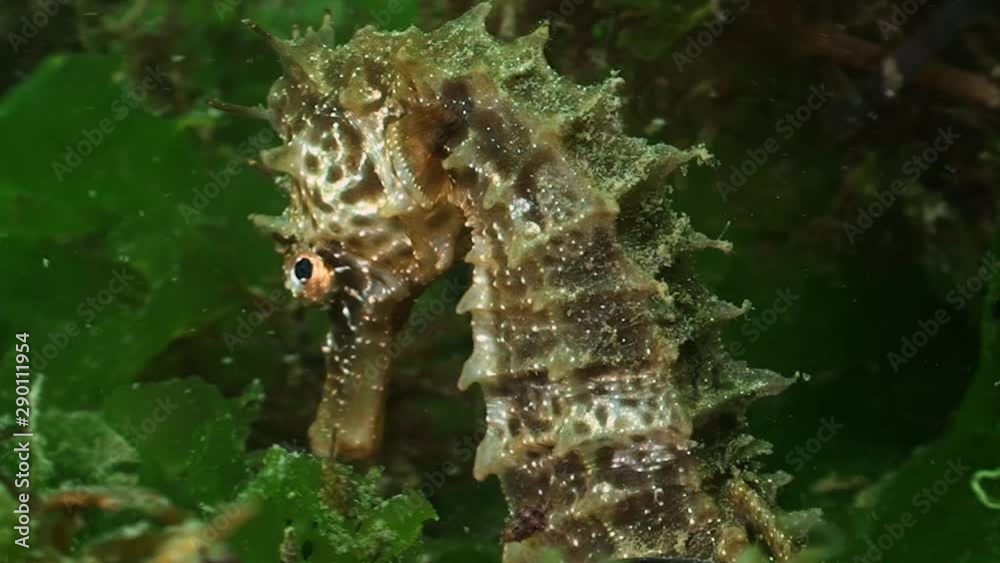 Hippocampe - Seahorse