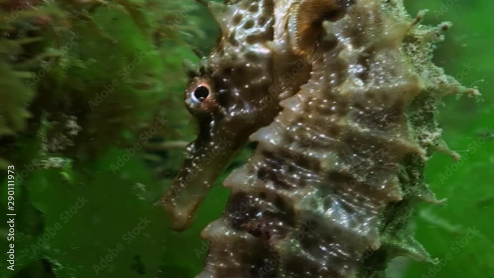 Hippocampe - Seahorse