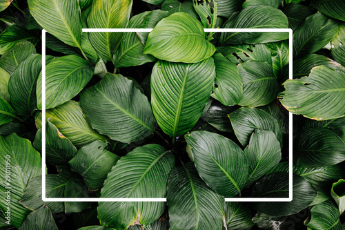 Fotografia Frame tropical leaf texture green leaves Background, foliage nature