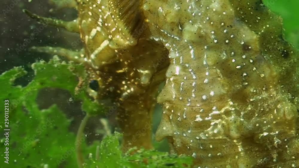 Hippocampe - Seahorse