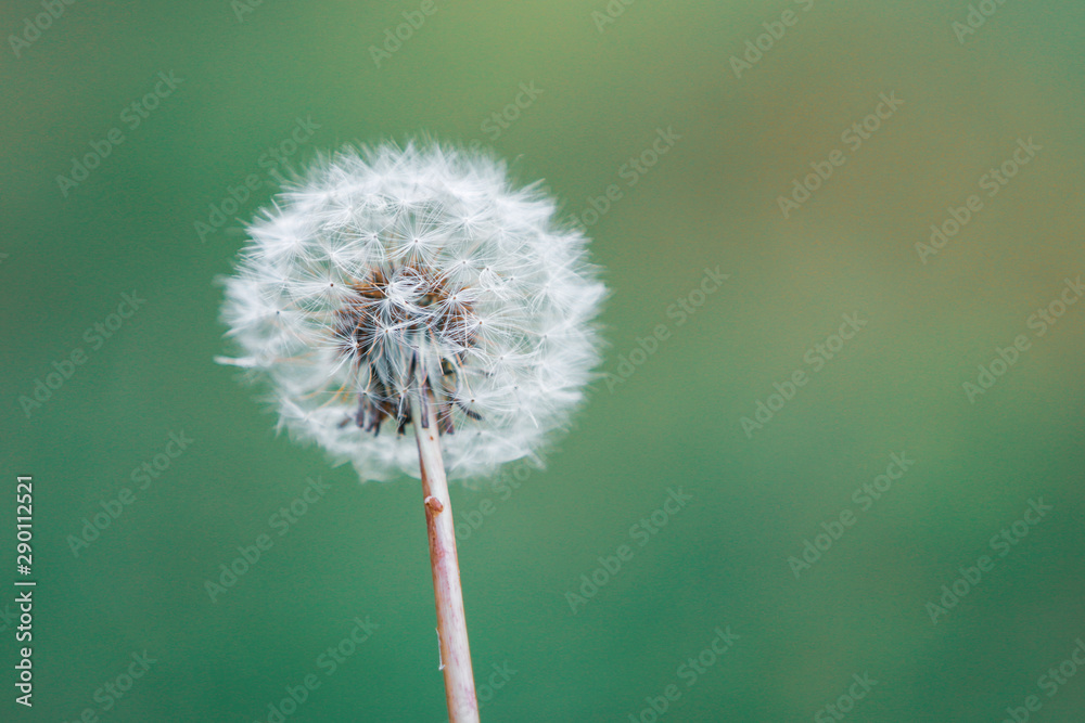 Macro shot of a dandylion with an out of focus green background Macro shot of a dandylion with an out of focus green background