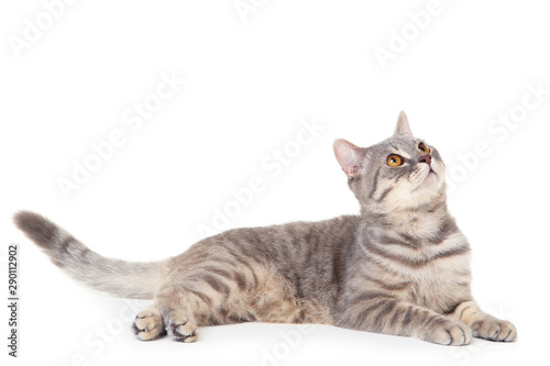 Beautiful cat lying on white background © 5second