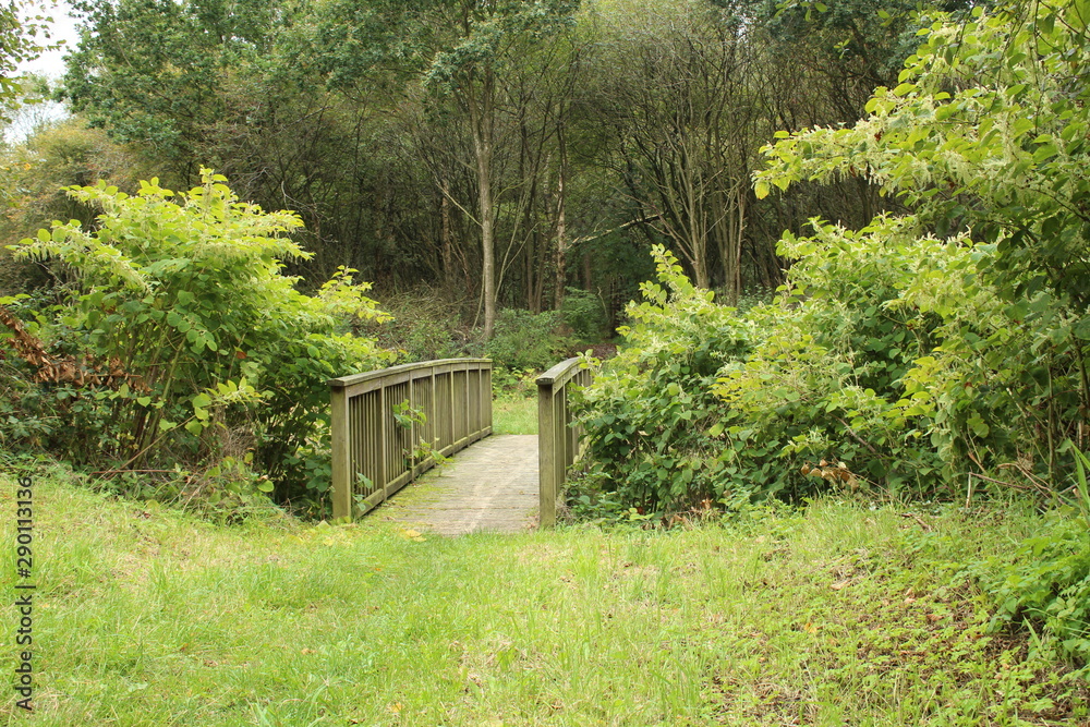 A wooden bridge leads into the green A wooden bridge leads into the green
