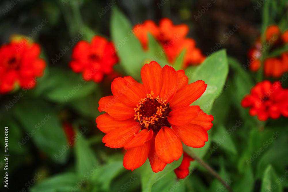 Beautiful red flowers on a meadow in the garden Beautiful red flowers on a meadow in the garden