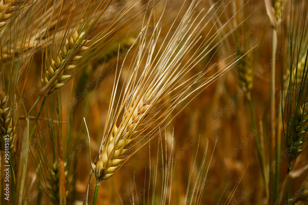 Fototapeta premium Grain on a field in autumnal golden colours
