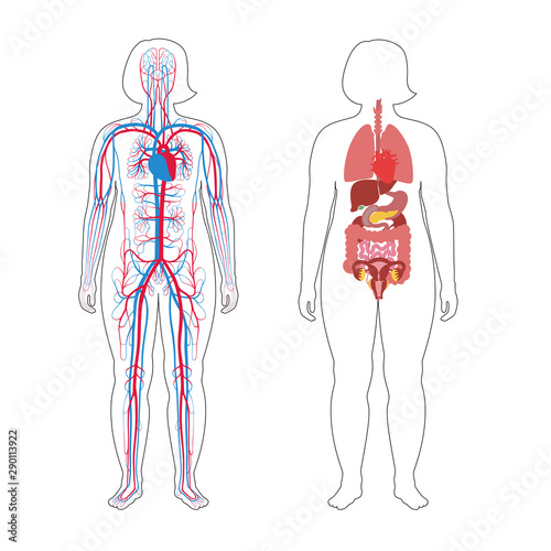 internal organs and circulatory system of woman