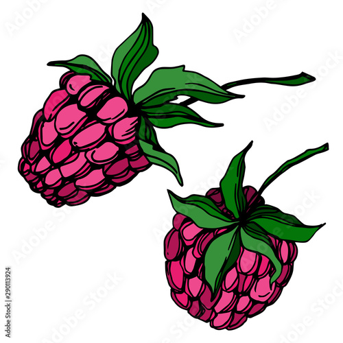 Vector Raspberry healthy food fresh berry isolated element. Black and white engraved ink art.
