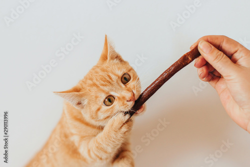 a hungry ginger tabby kitten is chewing a treat from a female hand.