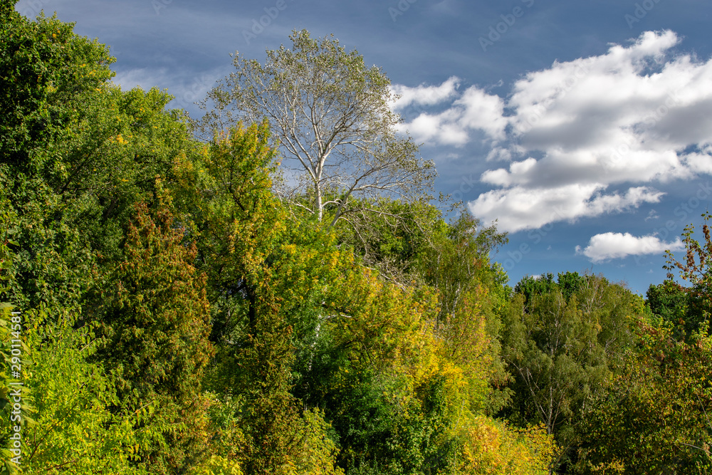 Autumn trees on a background of blue sky and white clouds