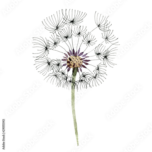 Dandelion blowball with seeds. Watercolor background illustration set. Isolated plant illustration element.