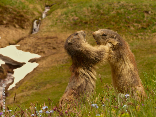 Wallpaper Mural VANOISE, FRANCE - JUNE, 13, 2019: Two Marmota marmota L. pictured playing on the field. Torontodigital.ca