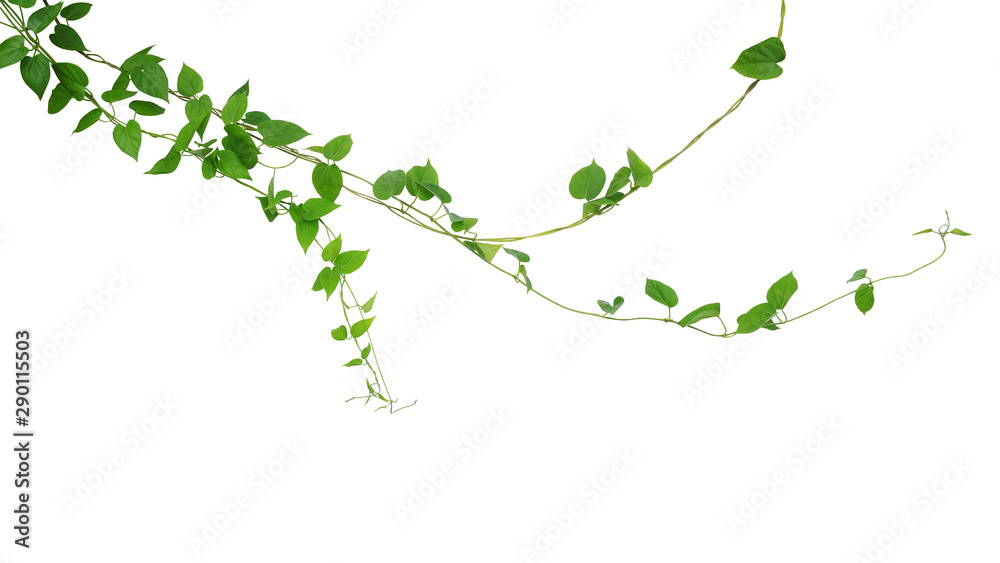 Twisted jungle vines liana climbing plant with heart shaped green leaves hanging, nature frame layout isolated on white background with clipping path. - obrazy, fototapety, plakaty 