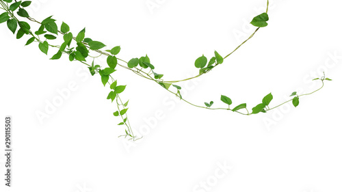 Twisted jungle vines liana climbing plant with heart shaped green leaves hanging, nature frame layout isolated on white background with clipping path.