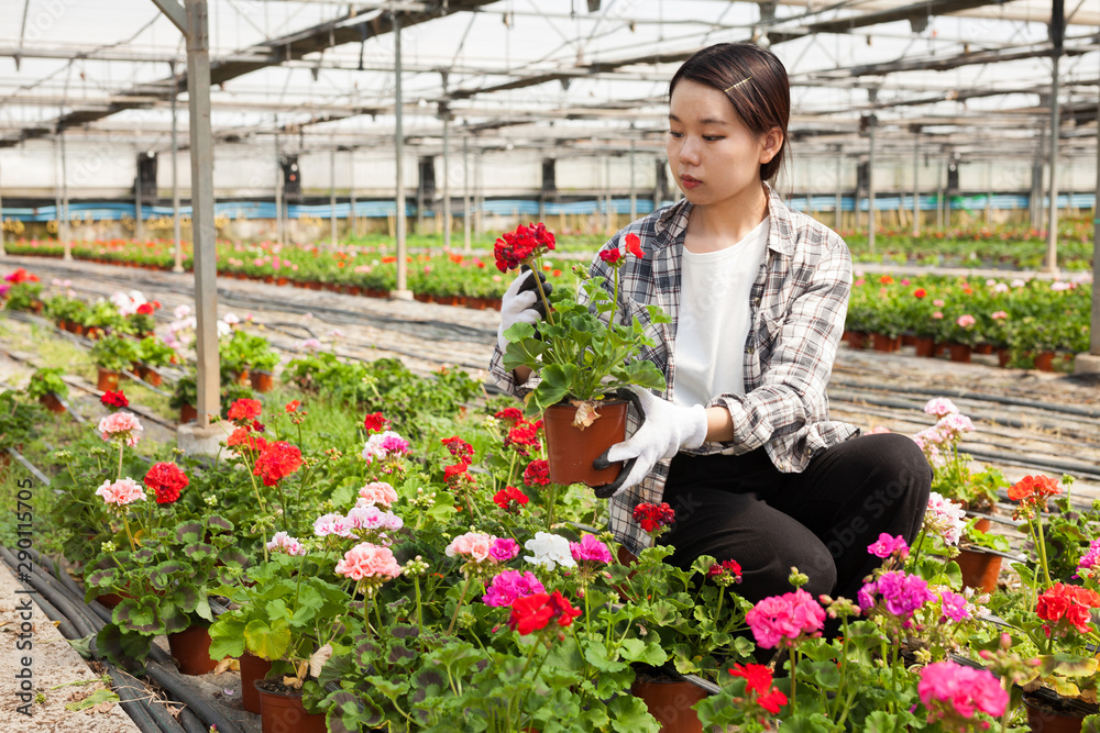 Cheerful chinese woman florist holding potted flowers geranium, satisfied with her plants in glasshouse