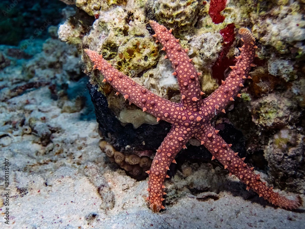 Egyptian Sea Star (Gomophia egyptiaca) Egyptian Sea Star (Gomophia egyptiaca)