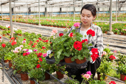 Happy chinese woman or gardener holding flowers geranium in greenhouse