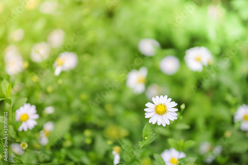 Close up of beautiful mini white flower with green leaf under sunlight using as background natural plants landscape, ecology wallpaper concept.