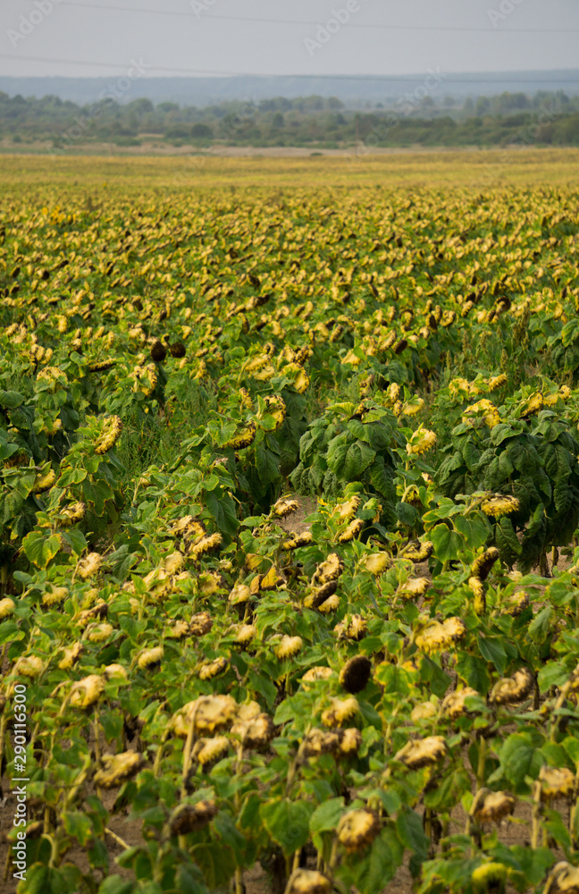 Rows of ripened sunflowers in a field on a farm, ready for harvest.
