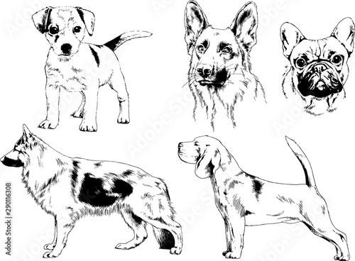 vector drawings sketches pedigree dogs in the racks drawn in ink by hand   objects with no background 