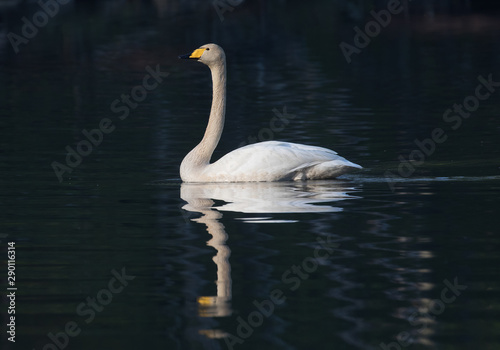 Fototapeta Naklejka Na Ścianę i Meble -  The whooper swan (Cygnus cygnus), also the common swan.