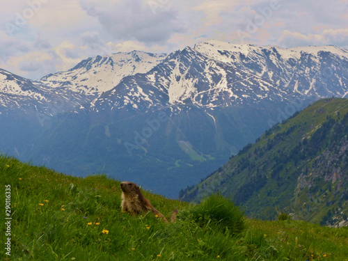 NATIONAL PARC DE LA VANOISE, FRANCE - JUNE, 18, 2019: Marmota marmota L. in alert to the possible danger, ready to take a run if it's necessary.