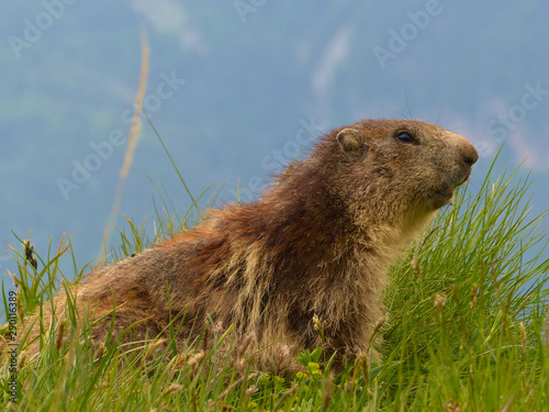 Wallpaper Mural NATIONAL PARC DE LA VANOISE, FRANCE - JUNE, 18, 2019: Marmota marmota L. in alert to the possible danger, ready to take a run if it's necessary. Torontodigital.ca