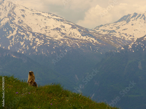 Wallpaper Mural NATIONAL PARC DE LA VANOISE, FRANCE - JUNE, 18, 2019: Marmota marmota L. in alert to the possible danger, ready to take a run if it's necessary. Torontodigital.ca
