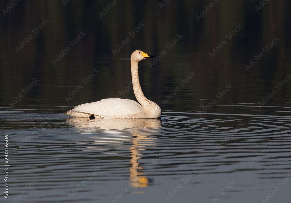 Whooper swan (Cygnus cygnus), also as the common swan Whooper swan (Cygnus cygnus), also as the common swan