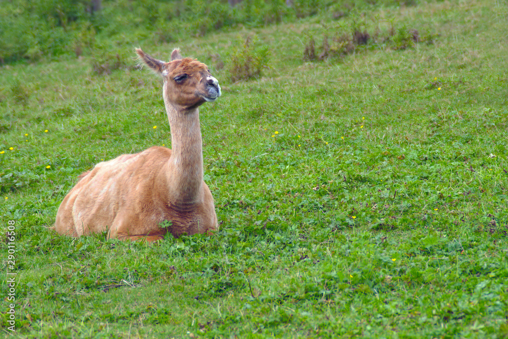 lama sitting wool alpaca mammal farm animal in green field agriculture livestock lama sitting wool alpaca mammal farm animal in green field agriculture livestock