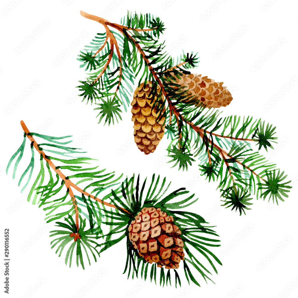 Branches of spruse and pine. Watercolor background illustration set. Isolated spruce illustration element. Branches of spruse and pine. Watercolor background illustration set. Isolated spruce illustration element.