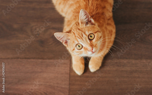 Photo ginger tabby kitten lies on a wooden floor and looks