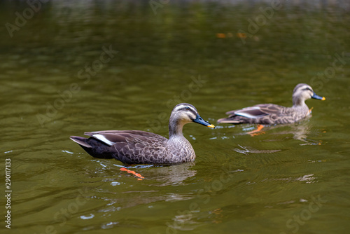 close-up wild ducks ( eastern spot-billed duck ) swimming in water in sunny day. Geibi Gorge, Ichinoseki, Iwate Prefecture, Japan photo