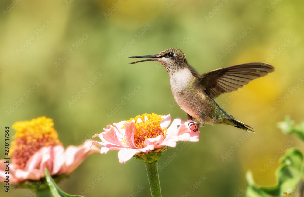 Juvenile male Ruby-throated Hummingbird sitting on a light pink Zinnia flower with his wings open in bright morning sunlight