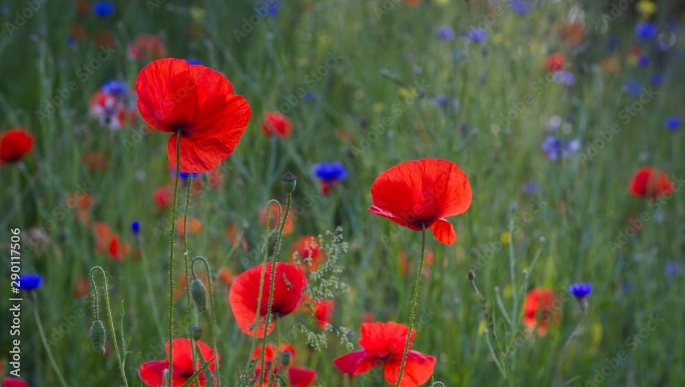 Fototapeta premium pole maków