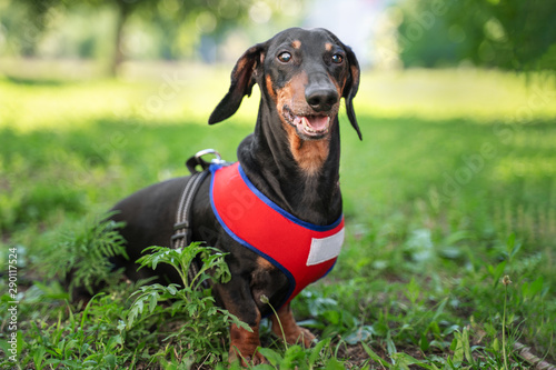 Portrait of a funny dog dachshund, black and tan, in red harness sits in the park. dog smiling