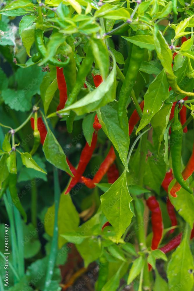 Obraz premium A bush of hot hot red pepper on a garden bed in a garden.