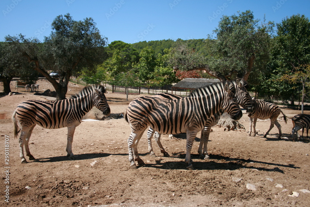 Obraz premium group of zebras in aqualeon park