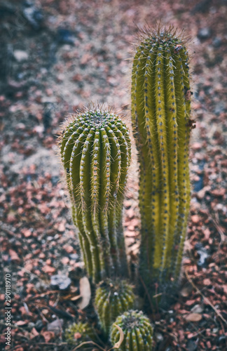 Green cactus on a background of red rocks in nature