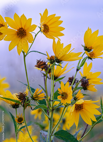644-57 Ashy Sunflowers