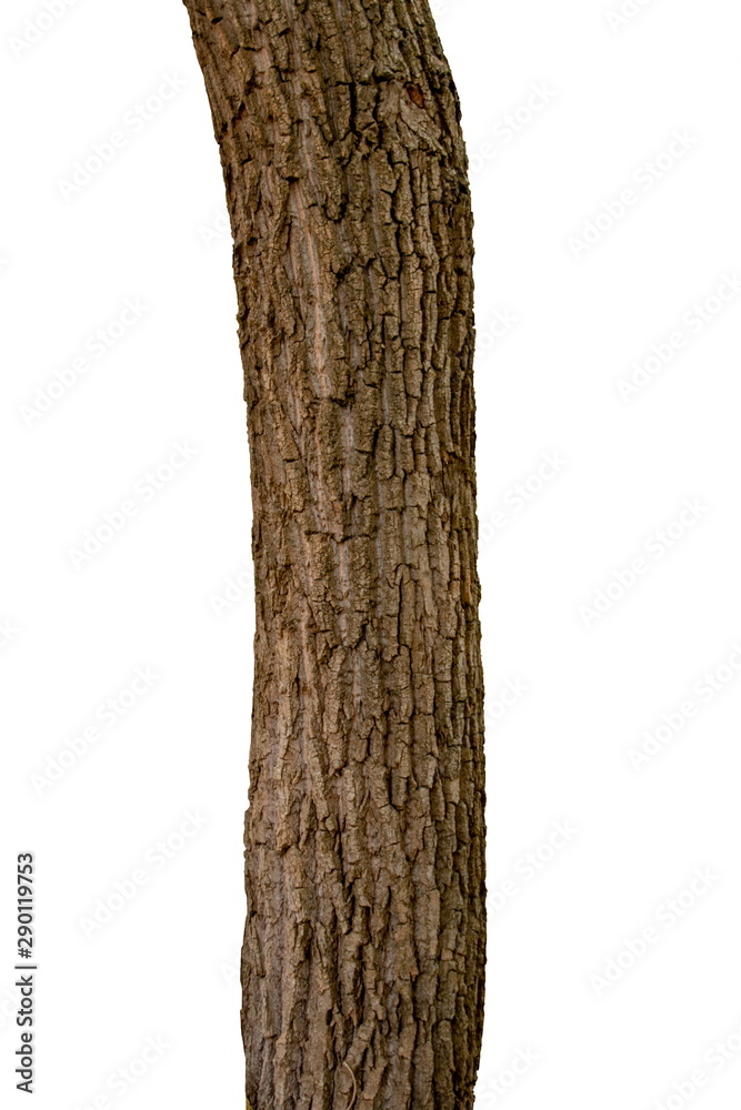 Fototapeta premium Isolated tree trunk on a white background