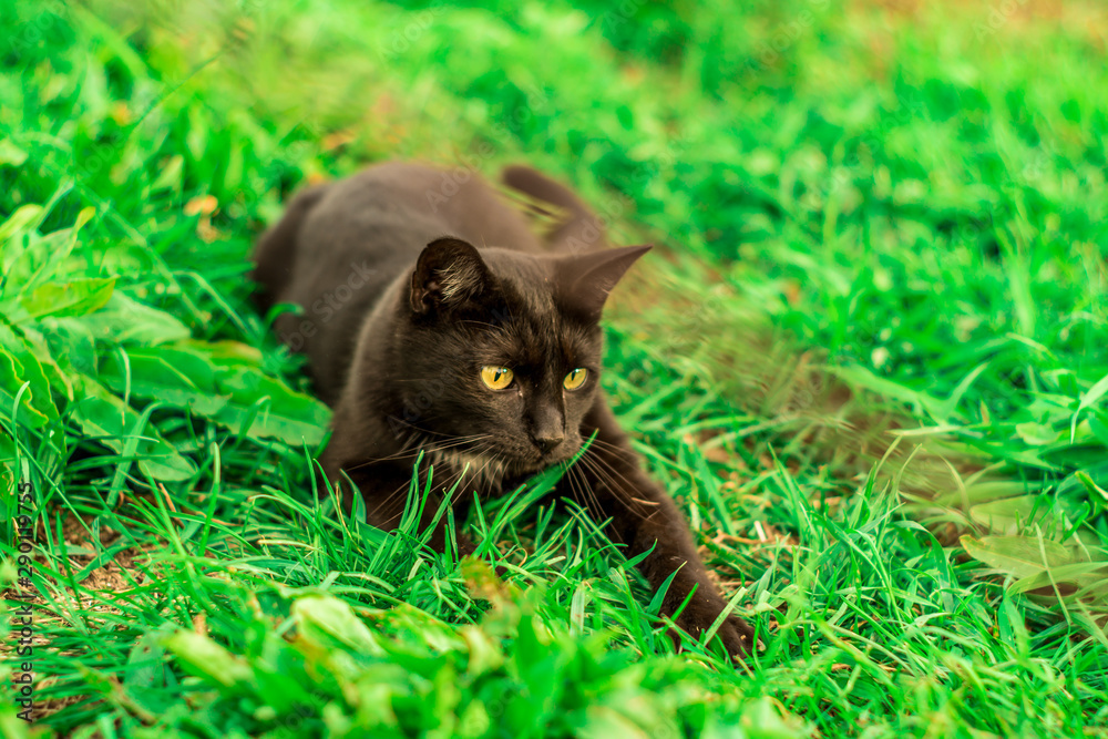 czarny kot na zielonej trawie bawi się i poluje - obrazy, fototapety, plakaty 